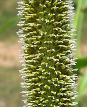 Archivo:Flowering pearl millet (4545169813)