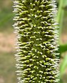 Flowering pearl millet (4545169813)