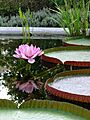 Flowering victoria