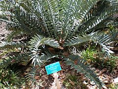 FosterGarden-Encephalartos-horridus