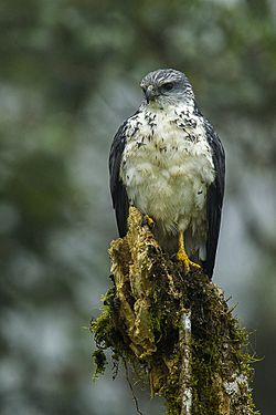 Gray-backed Hawk - South-Ecuador S4E8637 (15478568822).jpg