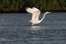 Great White Egret 197