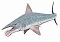Helicoprion bessonovi1DB