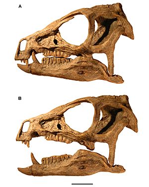Archivo:Heterodontosaurus skull in okklusion and moderate gape