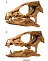 Heterodontosaurus skull in okklusion and moderate gape