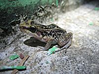 Hispaniolan yellow-mottled frog imported from iNaturalist photo 53535 on 21 April 2022.jpg