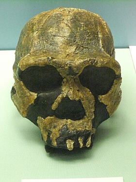 Archivo:Homo ergaster skull replica, World Museum Liverpool