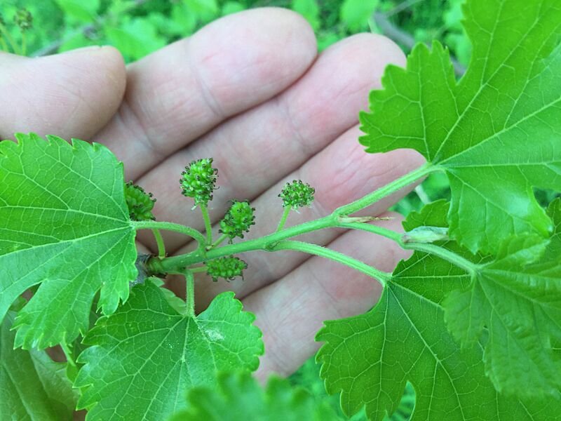 Immature mulberry fruit