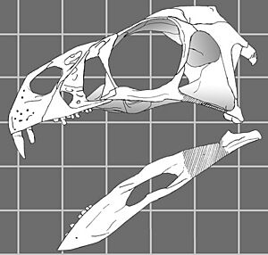 Archivo:Incisivosaurus gauthieri