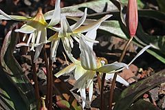 J20170309-0006—Erythronium multiscapideum 'Cliftonii'—RPBG (32611414983).jpg