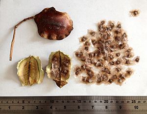 Archivo:Jacaranda seeds