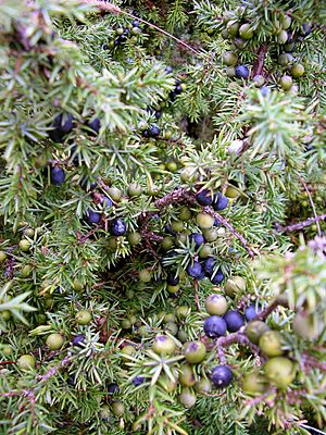 Archivo:Juniperus communis at Valjala on 2005-08-11
