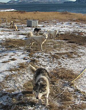 Archivo:Labrador huskies