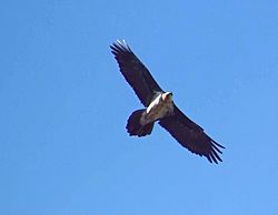 Archivo:Lammergeier or Bearded Vulture, Gypaetus barbatus. In flight