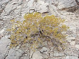 Archivo:Larrea cuneifolia