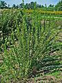Lespedeza capitata 001