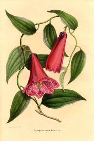 Archivo:Liliaceae Lapageria rosea 1