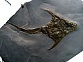 Lunaspis broili