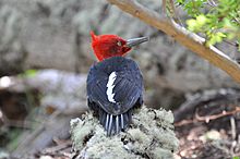 Archivo:Magellanic Woodpecker Male (Campephilus magellanicus)