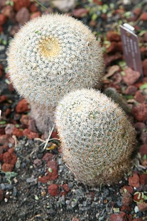 Archivo:Mammillaria meuhlenpfordtii (3104104272)