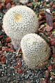 Mammillaria meuhlenpfordtii (3104104272)