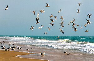 Archivo:Mauritania, animales 1997 17