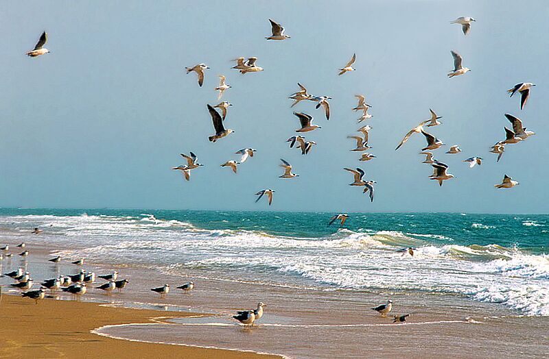 Mauritania, animales 1997 17