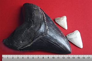 Archivo:Megalodon tooth with great white sharks teeth-3-2
