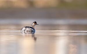 Archivo:Mergulhão-de-pescoço-preto