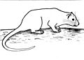 Mesocapromys sanfelipensis drawing