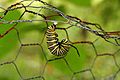 Monarch Butterfly Danaus plexippus Pupation 2419px