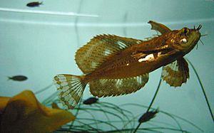 Archivo:Monterey Bay Aquarium Fish1