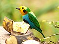 Multicolored tanager chicoral