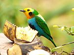 Archivo:Multicolored tanager chicoral
