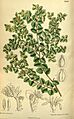 Nothofagus cunninghamii 140-8584