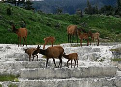 Archivo:OPAL TERRACE with elks