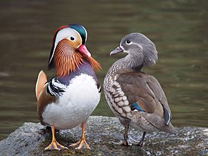 Archivo:Pair of mandarin ducks