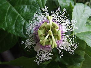 Archivo:Passiflora edulis forma edulis4