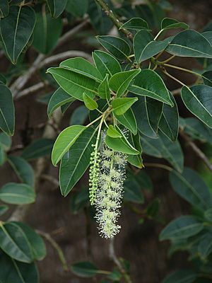 Archivo:Phytolacca dioica flowers