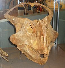 Archivo:Protoceratops hellenikorhinus 1