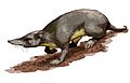 Puerto Rican shrew