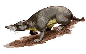Archivo:Puerto Rican shrew