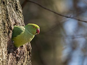 Archivo:Rose-ringed Parakeet (Psittacula krameri), Parc de Woluwe, Brussels, Belgium