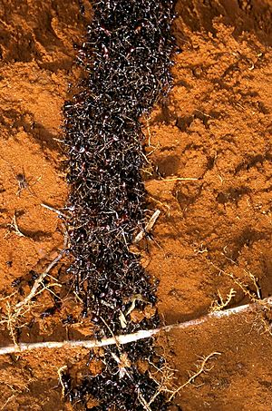 Archivo:Safari ants tunnel