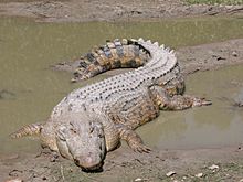 Archivo:SaltwaterCrocodile('Maximo')