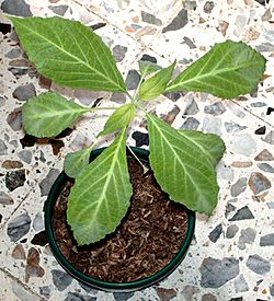 Salvia Divinorum .jpg