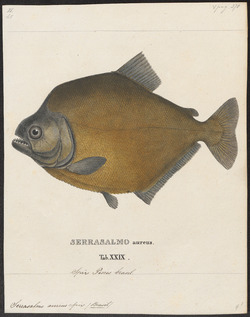 Serrasalmo spilopleura - 1700-1880 - Print - Iconographia Zoologica - Special Collections University of Amsterdam - UBA01 IZ14700101.tif