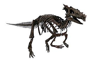 Archivo:The Childrens Museum of Indianapolis - Dracorex skeletal reconstruction
