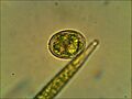 Trachelomonas spp