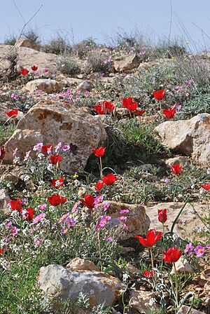 Archivo:Tulipa systola 1